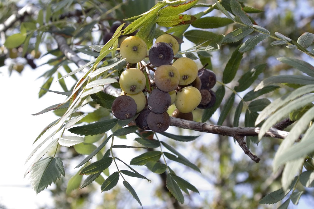 Sorbus domestica / Sorbo